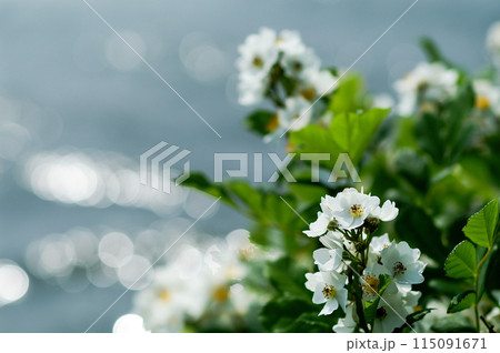 信濃川・やすらぎ堤の野薔薇の花 115091671