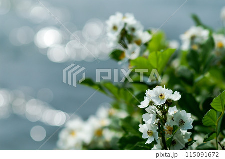 信濃川・やすらぎ堤の野薔薇の花 信濃川・やすらぎ堤の野薔薇の花 115091672