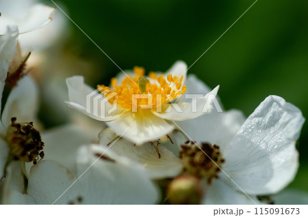 信濃川・やすらぎ堤の野薔薇の花 115091673