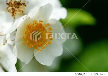 信濃川・やすらぎ堤の野薔薇の花 115091677