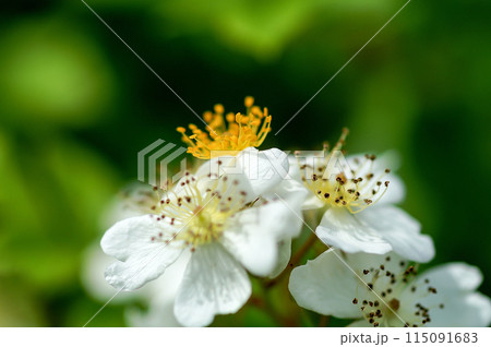 信濃川・やすらぎ堤の野薔薇の花 115091683