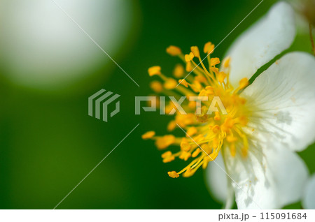 信濃川・やすらぎ堤の野薔薇の花 信濃川・やすらぎ堤の野薔薇の花 115091684