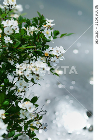 信濃川・やすらぎ堤の野薔薇の花 信濃川・やすらぎ堤の野薔薇の花 115091686
