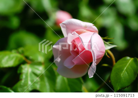 ピンクの薔薇 115091713