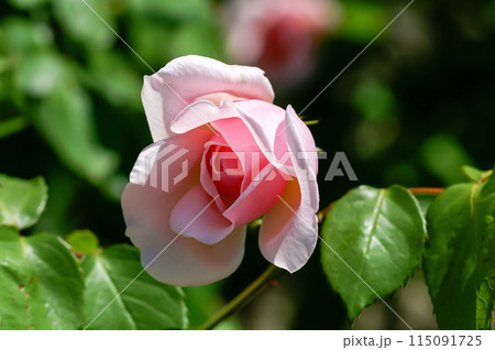 ピンクの薔薇 115091725