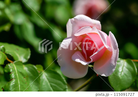 ピンクの薔薇 ピンクの薔薇 115091727