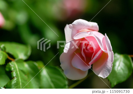 ピンクの薔薇 ピンクの薔薇 115091730