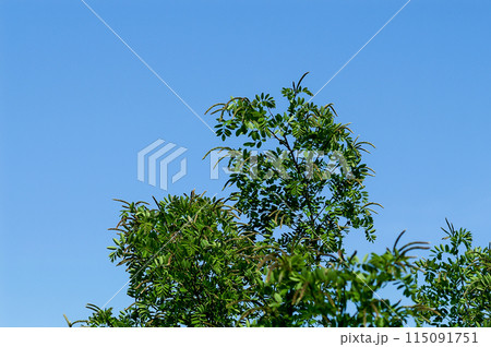 信濃川・やすらぎ堤の鼬萩(いたちはぎ) 115091751