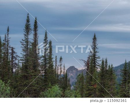Firs tree in the mountaine, evening mountaine landscape. Firs tree in the mountaine, evening mountaine landscape. 115092161