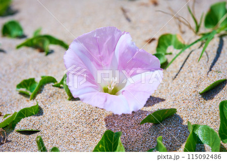 ハマヒルガオ 115092486