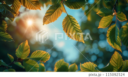 Sun Shining Through Tree Leaves 115092524