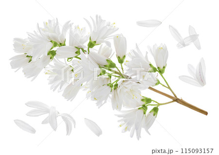 deutzia flowers isolated on a white background deutzia flowers isolated on a white background 115093157