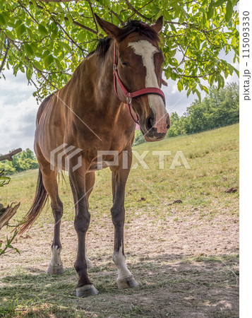 Saddle horse pasturing 115093330