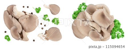 Oyster mushrooms isolated on white background with full depth of field. Top view. Flat lay 115094654