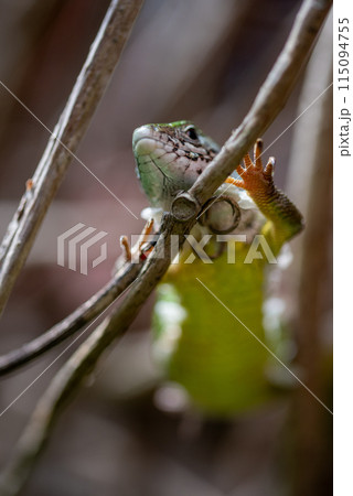 lizard Lacerta viridi, green lizard 115094755