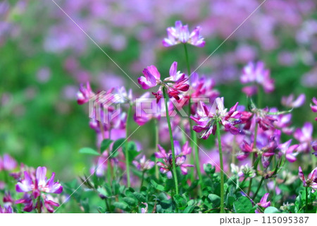 レンゲの赤い花（接写、背景ぼけ） 115095387