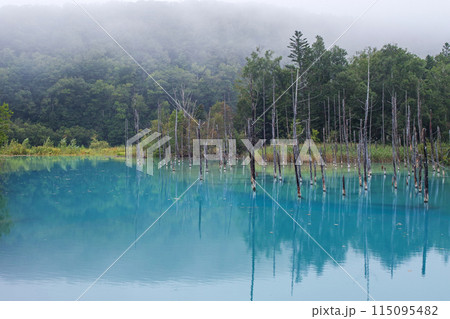 北海道/ 薄いベールのような霧に包まれたリフレクションが美しい夏の「青い池」（美瑛・白金青い池） 115095482