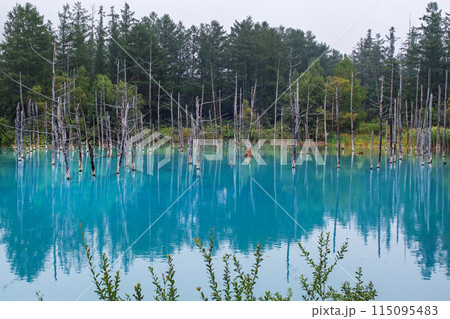 北海道/ 薄いベールのような霧に包まれたリフレクションが美しい夏の「青い池」(美瑛・白金青い池) 北海道/ 薄いベールのような霧に包まれたリフレクションが美しい夏の「青い池」(美瑛・白金青い池) 115095483