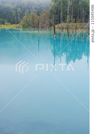 北海道/ 薄いベールのような霧に包まれたリフレクションが美しい夏の「青い池」(美瑛・白金青い池) 北海道/ 薄いベールのような霧に包まれたリフレクションが美しい夏の「青い池」(美瑛・白金青い池) 115095486