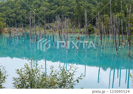 北海道/ リフレクションが美しい夏の「青い池」（美瑛・白金青い池） 115095524