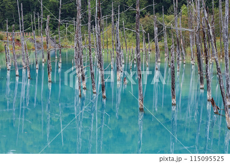 北海道/ リフレクションが美しい夏の「青い池」（美瑛・白金青い池） 115095525