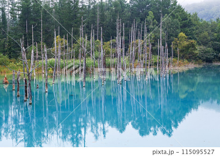 北海道/ リフレクションが美しい夏の「青い池」（美瑛・白金青い池） 115095527