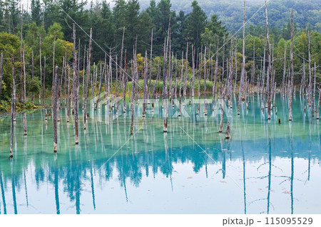 北海道/ リフレクションが美しい夏の「青い池」(美瑛・白金青い池) 北海道/ リフレクションが美しい夏の「青い池」(美瑛・白金青い池) 115095529