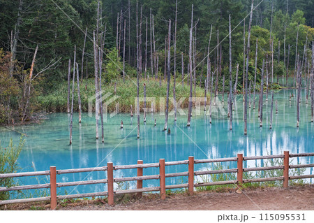 北海道/ リフレクションが美しい夏の「青い池」（美瑛・白金青い池） 115095531