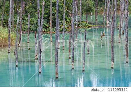 北海道/ リフレクションが美しい夏の「青い池」（美瑛・白金青い池） 115095532
