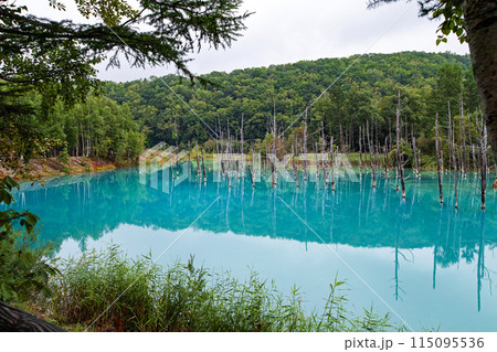 北海道/ リフレクションが美しい夏の「青い池」（美瑛・白金青い池） 115095536