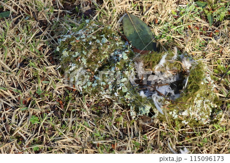 強風で木から落とされたクモと苔、鳥の羽などで作られた、エナガの巣 115096173