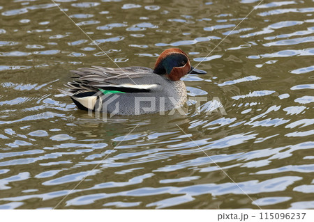 冬鳥として日本に渡ってくる、小型のカモ、コガモ 115096237