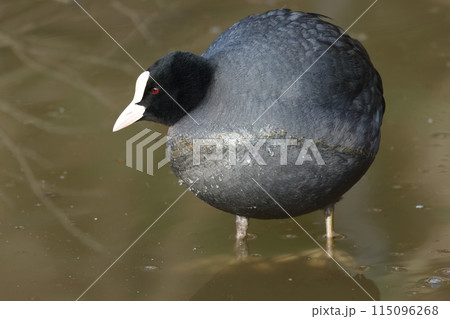 まん丸になった、白い額と真っ黒い体の水鳥、オオバン 115096268