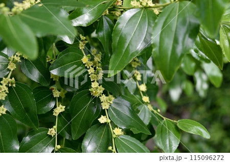 ナツメの花 ナツメの花 115096272