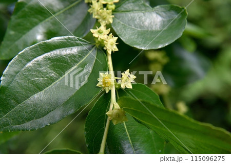 ナツメの花 115096275