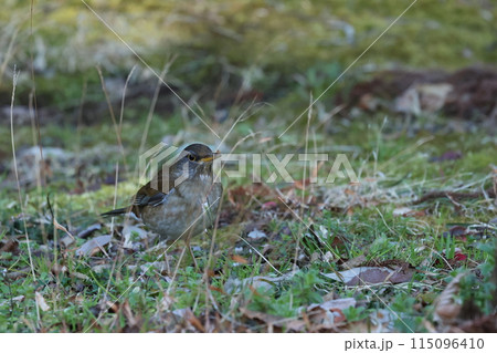 冬鳥としてやってきる、大型ツグミの仲間、お腹が白いシロハラ 冬鳥としてやってきる、大型ツグミの仲間、お腹が白いシロハラ 115096410