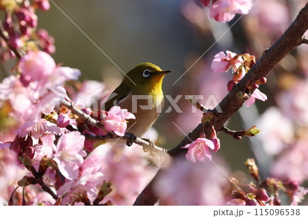河津桜の蜜を吸いにやってきた可愛い小鳥、メジロ 河津桜の蜜を吸いにやってきた可愛い小鳥、メジロ 115096538