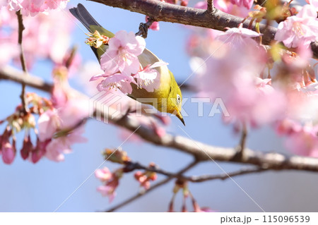 河津桜の蜜を吸いにやってきた可愛い小鳥、メジロ 115096539
