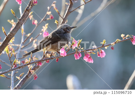 桜の蜜を吸いにきた、ヒヨドリ 115096710