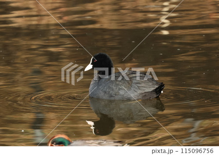 目が赤く白い額と真っ黒い体の水鳥、オオバン 115096756