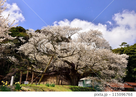 三隅太平桜 115096768