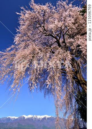 吉瀬のしだれ桜 吉瀬のしだれ桜 115096769