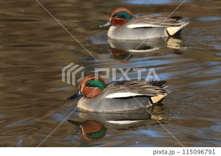 冬鳥として日本に渡ってくる、小型のカモ、コガモ 冬鳥として日本に渡ってくる、小型のカモ、コガモ 115096791