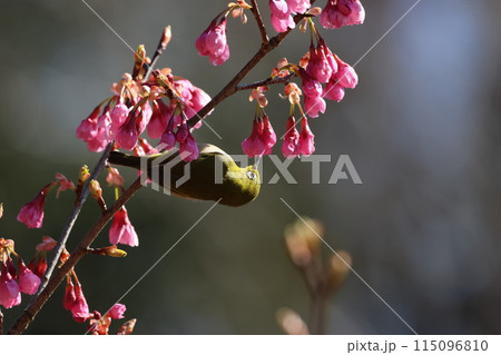 河津桜の蜜を吸いにやってきた可愛い小鳥、メジロ 115096810