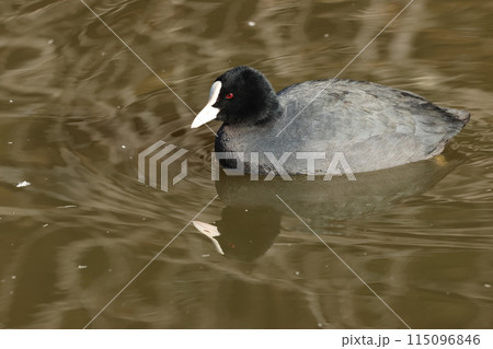 目が赤く白い額と真っ黒い体の水鳥、オオバン 115096846