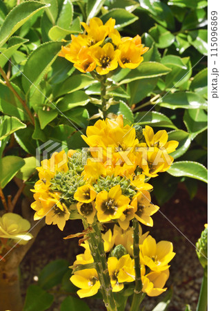 天空の農園のオーニソガラム 115096869