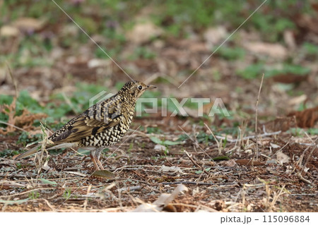 雑木林の落ち葉の中から餌を探す冬鳥の、トラツグミ 雑木林の落ち葉の中から餌を探す冬鳥の、トラツグミ 115096884