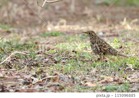 雑木林の落ち葉の中から餌を探す冬鳥の、トラツグミ 115096885