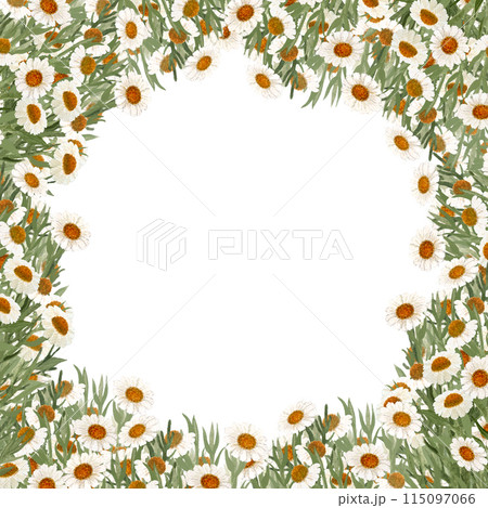 Chamomile round frame in watercolor isolated on white. High quality hand painted wild herb illustration for cards, packages, posters, oil infusions, folk medicine recipes and herbal guides design 115097066