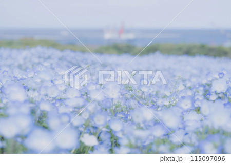 茨城　ネモフィラが咲く丘と海 115097096